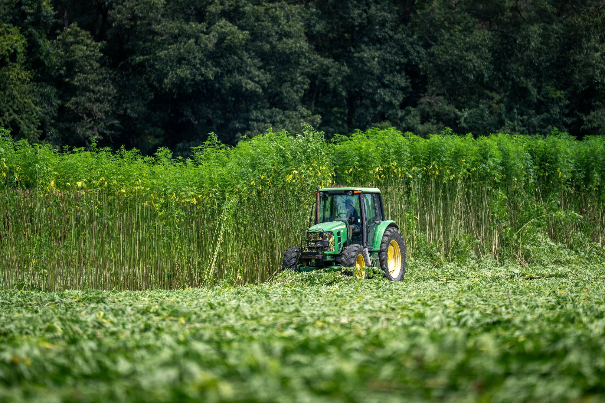 Nutzhanf-Plantage in Marokko mit Atlasgebirge