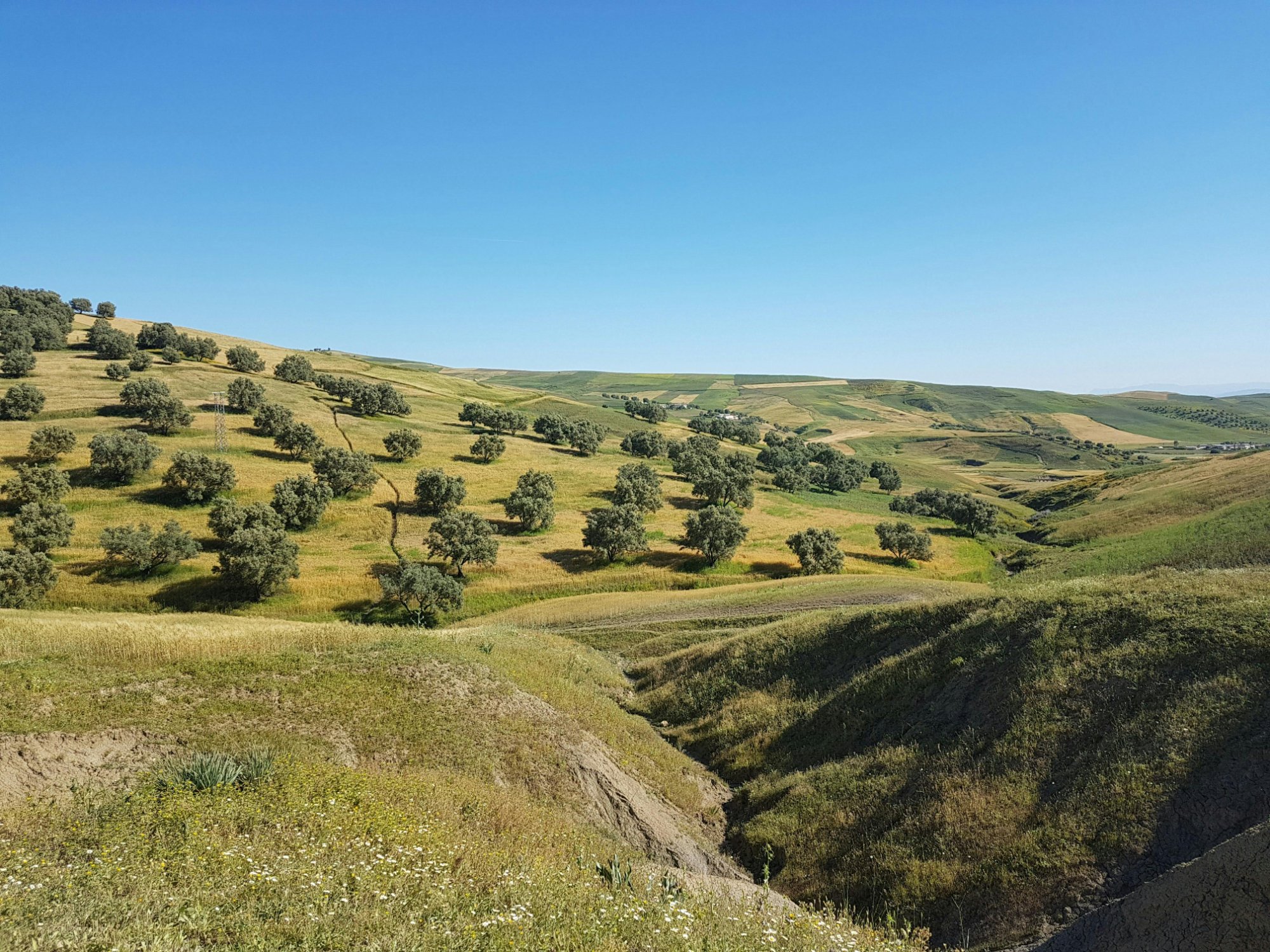 Marokkanische Agrarlandschaft mit Olivenbäumen